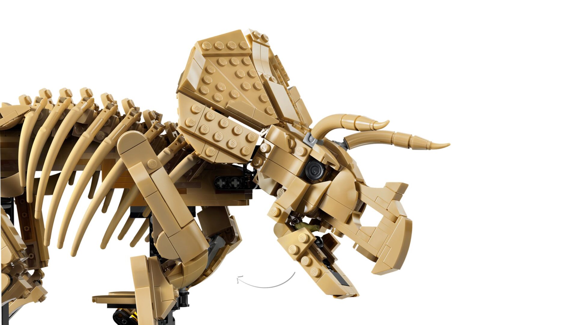 LEGO 77985 Dinosaurier-Fossilien: Triceratops – Bild 5