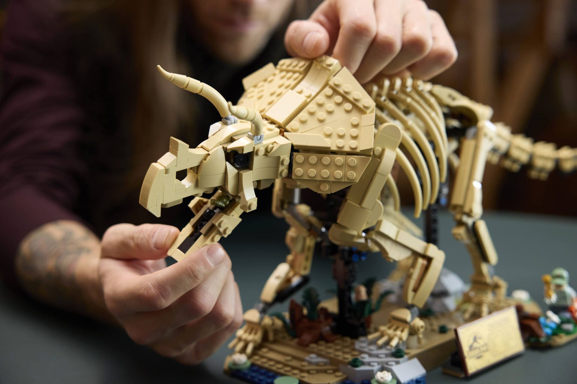 LEGO 77985 Dinosaurier-Fossilien: Triceratops – Bild 8
